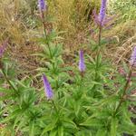 Veronicastrum virginicum 'Cupid' - Veronicastrum virginicum 'Cupid'