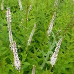 Veronicastrum virginicum 'Diana' - 