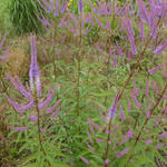 Veronicastrum virginicum 'Fascination' - Veronicastrum virginicum 'Fascination'