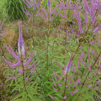 Veronicastrum virginicum 'Fascination' - 