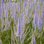 Veronicastrum virginicum 'Lavendelturm' - 