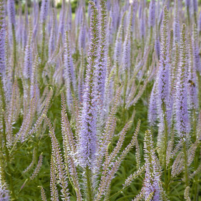 Veronicastrum virginicum 'Lavendelturm' - 