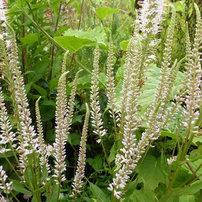 Veronicastrum virginicum 'Pink Glow' - 