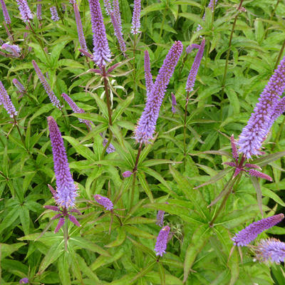 Veronicastrum sibiricum 'Red Arrows'