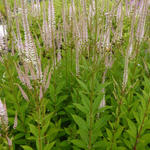 Veronicastrum virginicum 'Roseum' - 