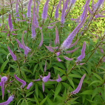 Veronicastrum virginicum 'Temptation'