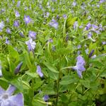 Vinca major - Großes Immergrün - Vinca major