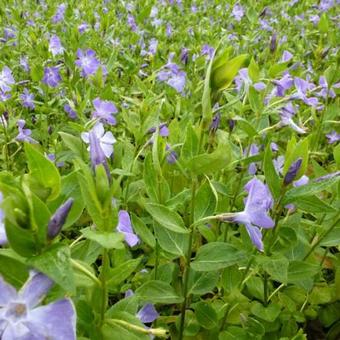 Vinca major