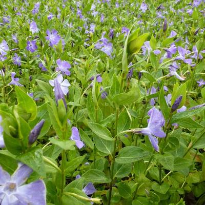 Vinca major - grande pervenche