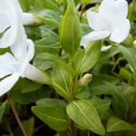 Vinca major 'Alba' - 