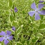 Vinca major 'Variegata' - 