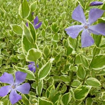 Vinca major 'Variegata'