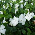 Vinca minor 'Alba' - Vinca minor 'Alba'