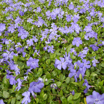 Vinca minor 'Anna'