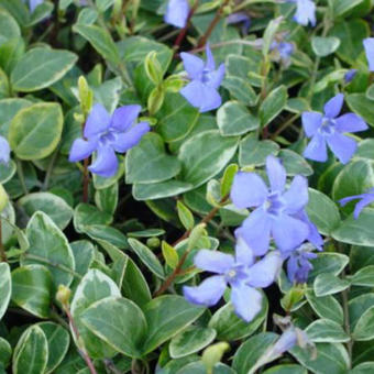 Vinca minor 'Argenteovariegata'