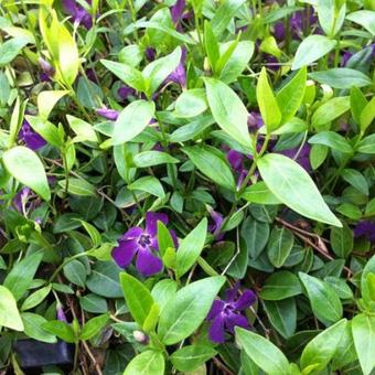 Vinca minor 'Atropurpurea'