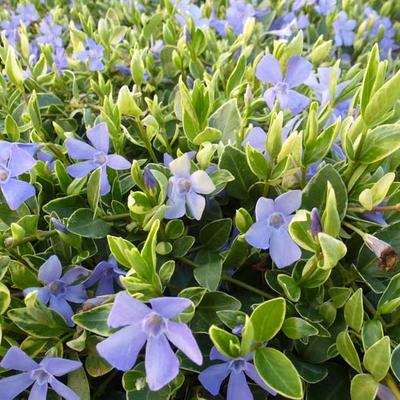 Vinca minor 'Aureovariegata' - Vinca minor 'Aureovariegata'