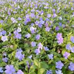 Vinca minor 'La Grave' - 