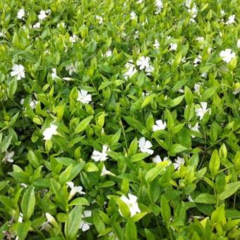 Vinca minor 'Elisa'