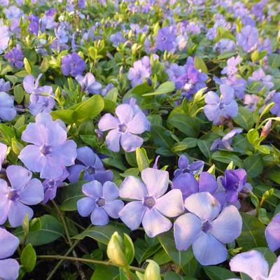 Vinca minor 'Flower Power' - Vinca minor 'Flower Power'