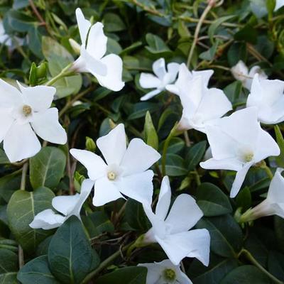 Vinca minor 'Gertrude Jekyll' - PETITE PERVENCHE, PERVENCHE MINEURE 'GERTRUDE JEKYLL'