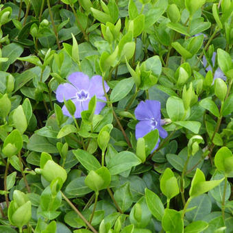 Vinca minor 'Grüner Teppich'