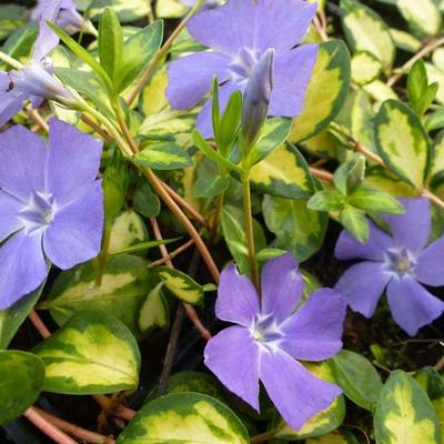 Vinca minor 'Illumination'