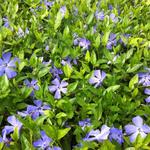 Vinca minor 'Josephine' - 