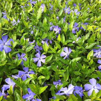 Vinca minor 'Josephine' - Vinca minor 'Josephine'