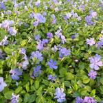 Vinca minor 'Marie' - 