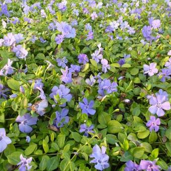 Vinca minor 'Marie'