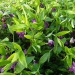 Vinca minor 'Multiplex' - 