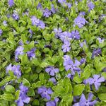 Vinca minor 'Ralph Shugert' - 