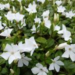 Vinca minor 'White Power' - 