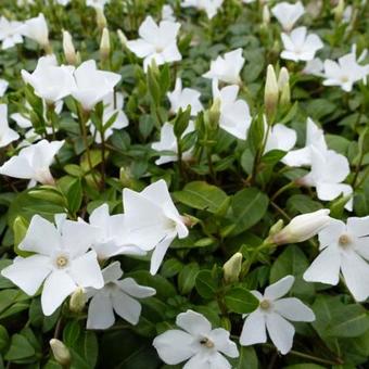 Vinca minor 'White Power'