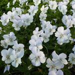 Viola cornuta 'Icy but Spicy' - 