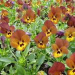 Viola cornuta  'Irish Molly' - Goldlack