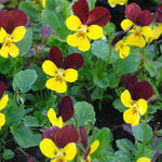 Viola cornuta 'Jackanapes' - 