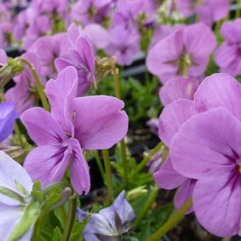 Viola cornuta 'Letitia'