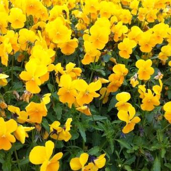 Viola cornuta 'Lutea Splendens'