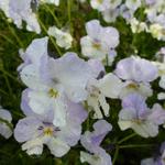 Viola cornuta 'Milkmaid' - Viola cornuta 'Milkmaid'