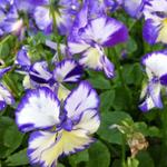 Viola cornuta 'Rebecca' - 