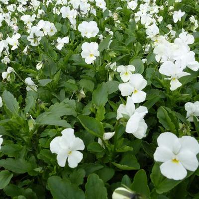 Viola cornuta 'White Perfection' - 