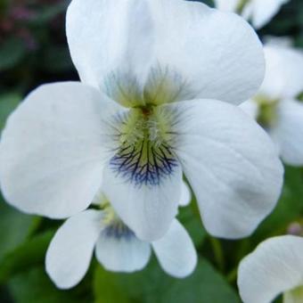 Viola odorata 'Alba'