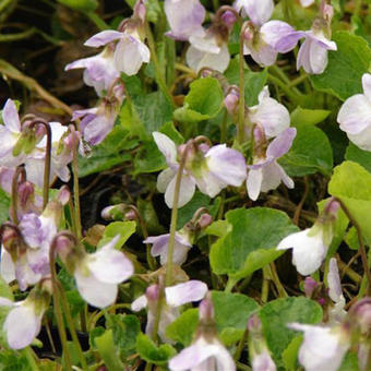 Viola odorata 'Mrs R Barton'