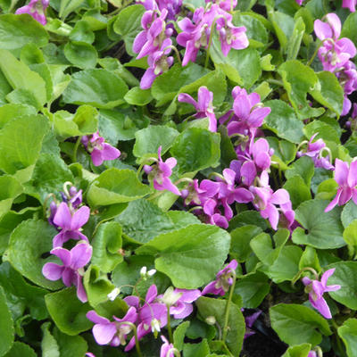 Viola odorata 'Red Charm' - 