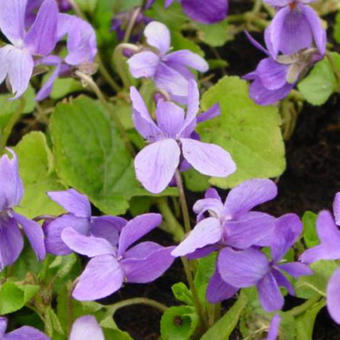 Viola odorata 'Vanilla'