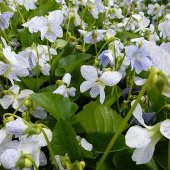 Viola sororia 'Freckles'