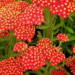 Achillea millefolium 'Safran' - Achillea millefolium 'Safran'