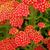 Achillea millefolium 'Safran'